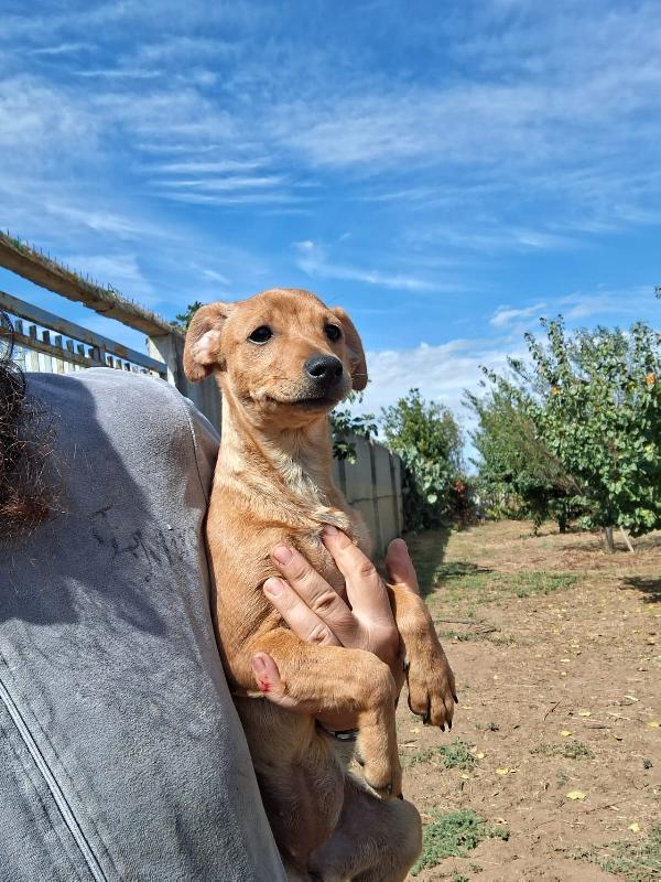 Chicca cucciolina di taglia piccola cerca casa ❤️ Foto 7